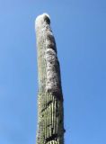 Cephalocereus senilis