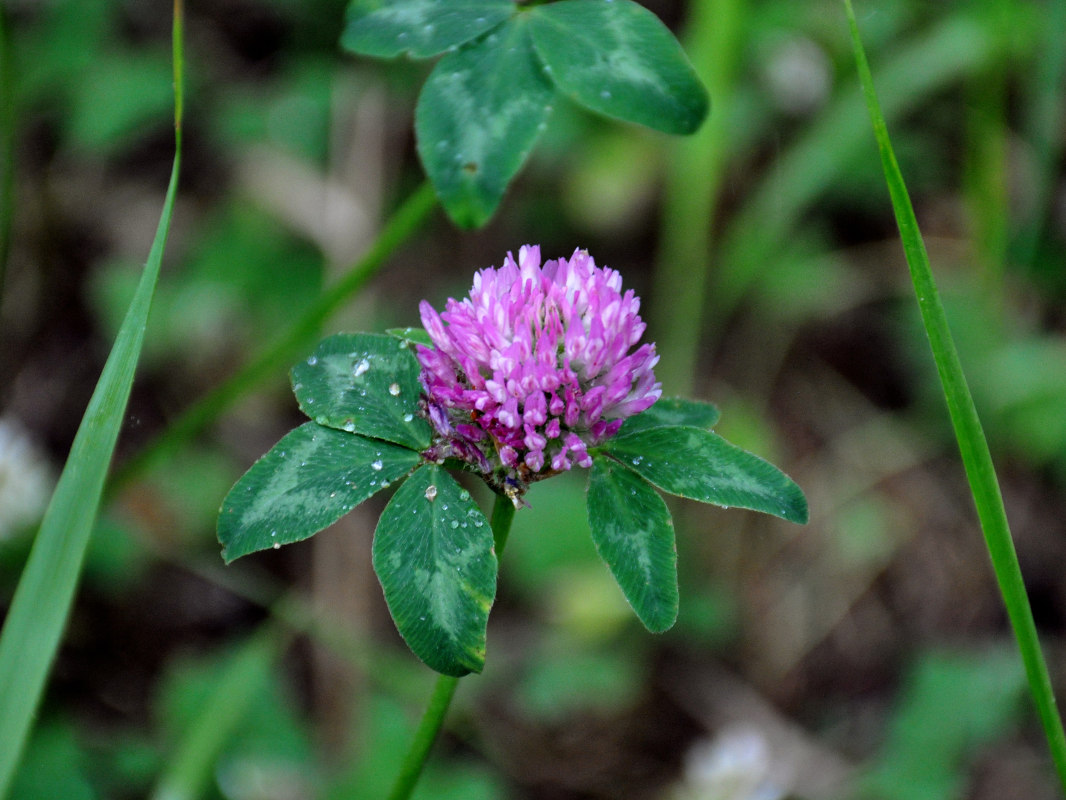 Изображение особи Trifolium pratense.