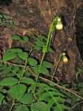 Cirsium erisithales. Цветущие растения. Украина, Закарпатская обл., Раховский р-н, окр. с. Косовская Поляна, гора Кобыла, буковый лес. 30 июня 2010 г.