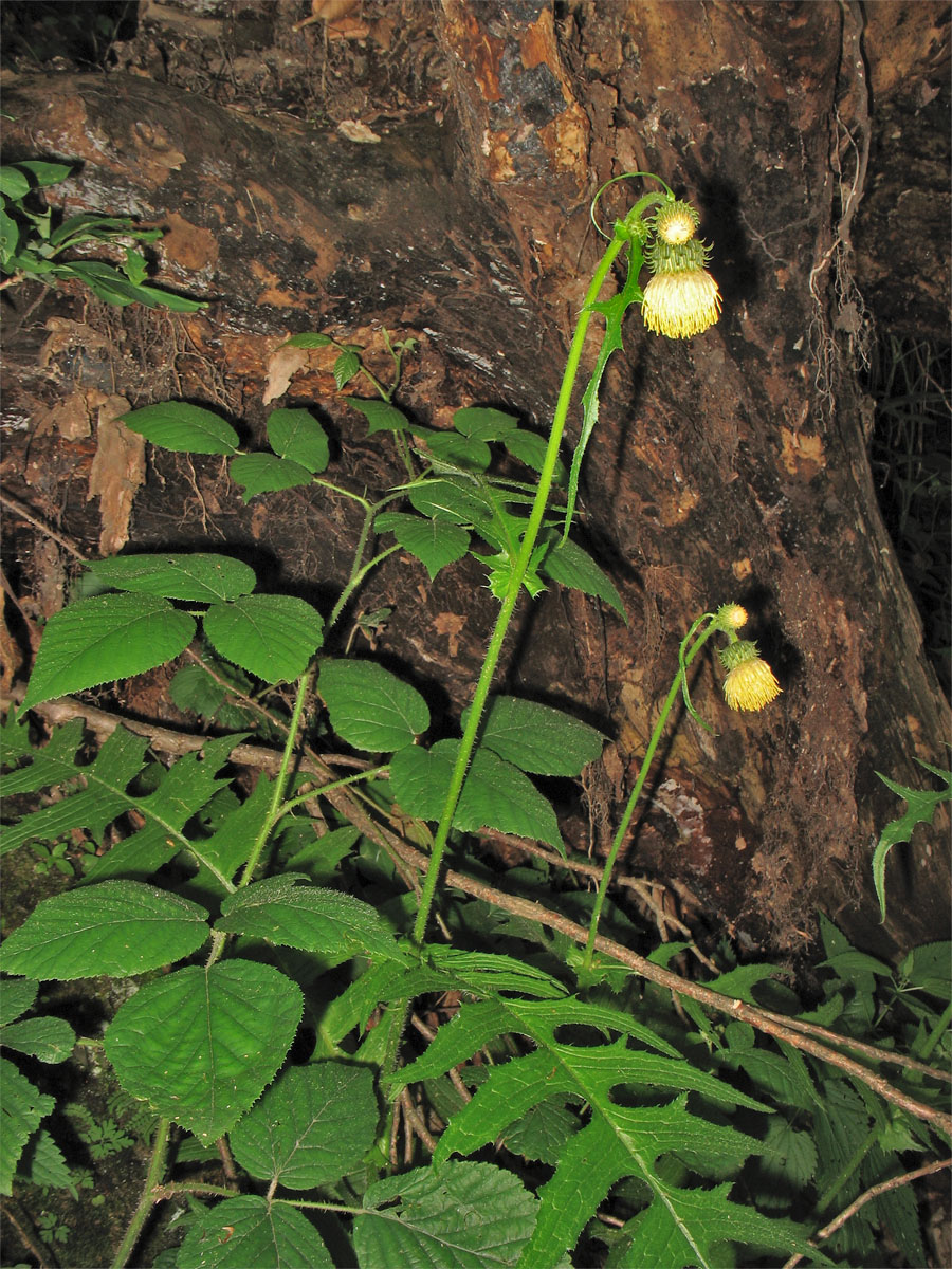 Image of Cirsium erisithales specimen.