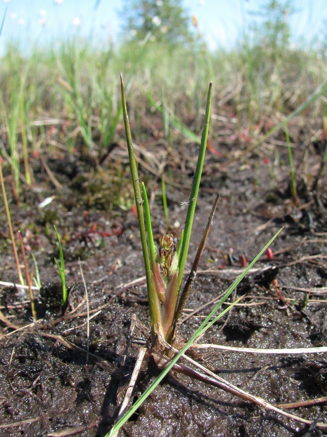 Изображение особи Scheuchzeria palustris.