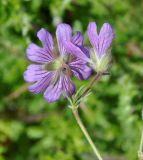 Geranium tuberosum