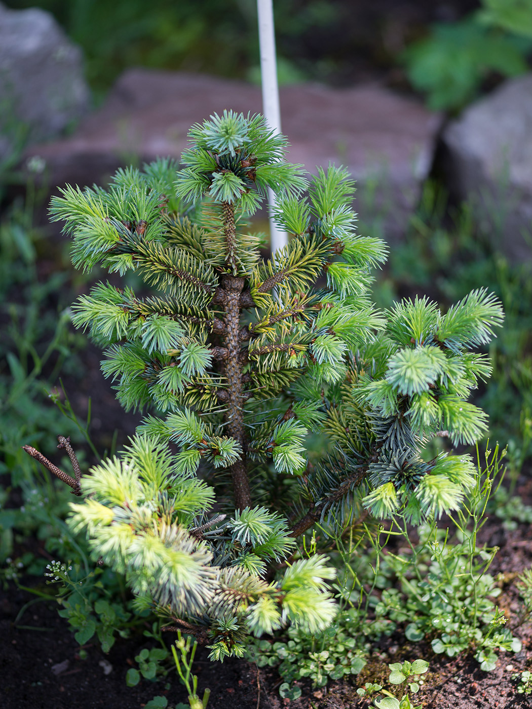 Изображение особи Picea sitchensis.