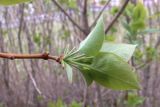 Syringa vulgaris. Верхушка побега. Свердловская обл., г. Североуральск, территория школы №1, в озеленении. 18.05.2019.