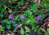 Lathyrus humilis. Цветущее растение. Алтай, Майминский р-н, гора Малая Синюха, ≈ 1200 м н.у.м., опушка хвойного леса. 09.06.2019.