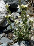 Draba subamplexicaulis. Цветущие растения. Кыргызстан, Чуйская обл., Аламудунский р-н, долина р. Ала-Арча, пойма. 27.05.2019.