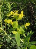 Euphorbia villosa. верхушка побега с соцветиями. Украина, г. Запорожье, дно балки Березноватая. 04.06.2020.