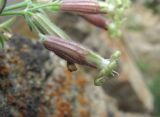 Silene pygmaea