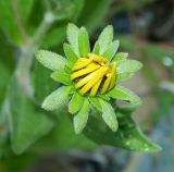 род Rudbeckia. Нераскрывшееся соцветие. Краснодарский край, городской округ Сочи, Хоста, берег р. Хоста, заливаемая в половодье каменная россыпь. Июль 2020 г.