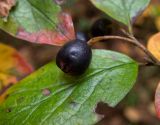 Cotoneaster lucidus