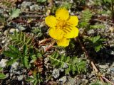 Potentilla anserina. Цветущее растение. Магаданская обл., г. Магадан, мкр-н Пионерный, на обочине дороги. 26.06.2018.