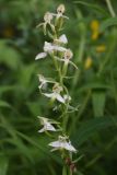 Platanthera chlorantha. Отцветающее соцветие. Республика Ингушетия, Джейрахский р-н, ур. Кязи, выс. 1880 м н.у.м, край оврага. 22 июля 2022 г.