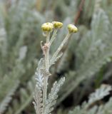 Tanacetum achilleifolium