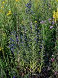 Echium vulgare