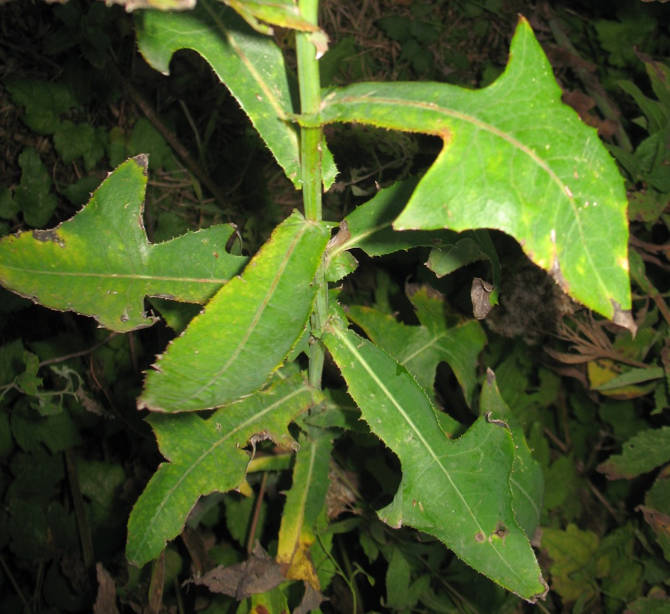 Изображение особи Sonchus palustris.