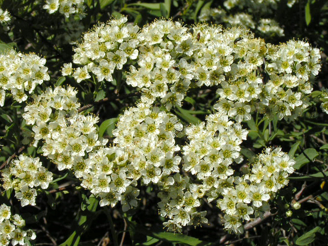 Изображение особи Spiraea litwinowii.