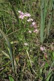 Centaurium erythraea. Цветущее растение. Украина, Донецкая обл., Краснолиманский р-н, окр. пгт Ямполь. 09.07.2011.