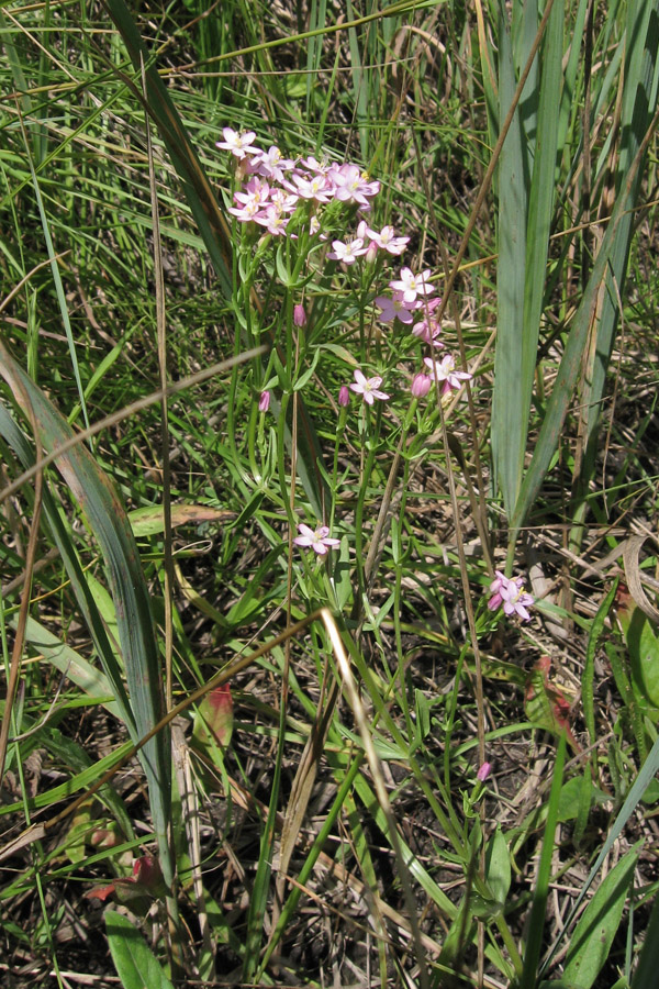 Image of Centaurium erythraea specimen.