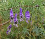 Aconitum volubile