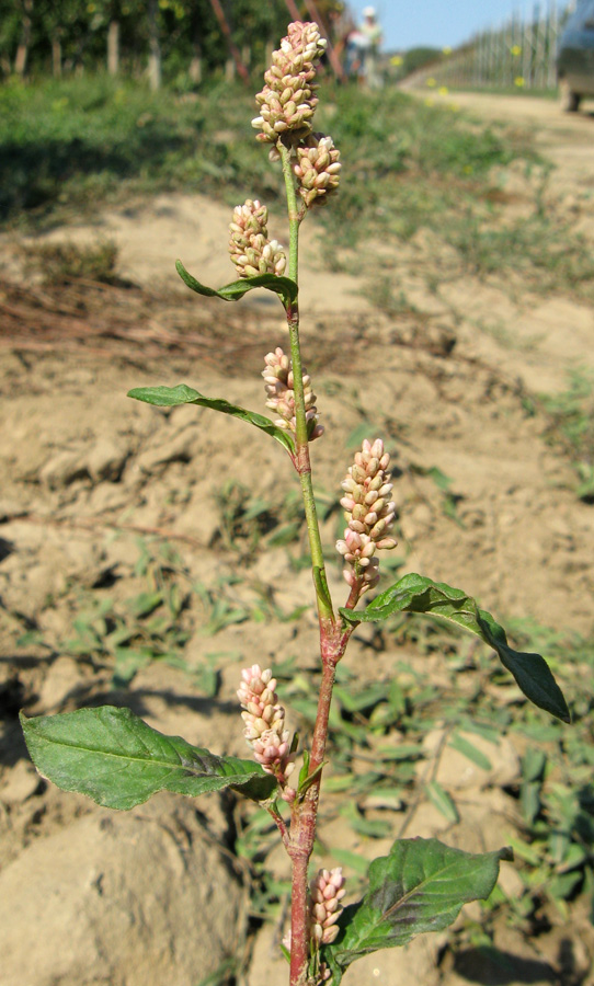 Изображение особи Persicaria lapathifolia.