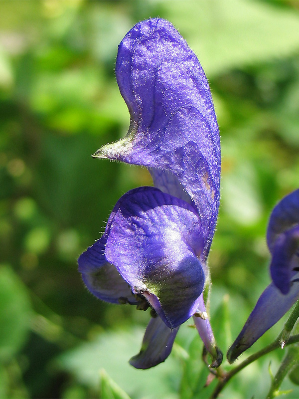 Изображение особи Aconitum degenii.