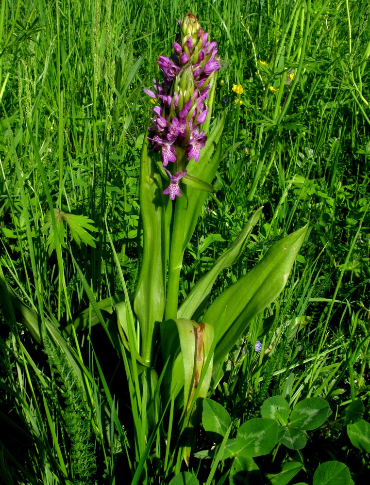 Изображение особи Dactylorhiza sibirica.