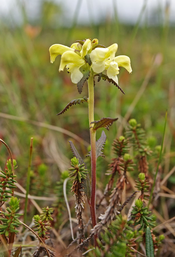 Изображение особи Pedicularis lapponica.