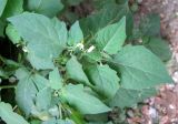 Solanum nigrum ssp. schultesii