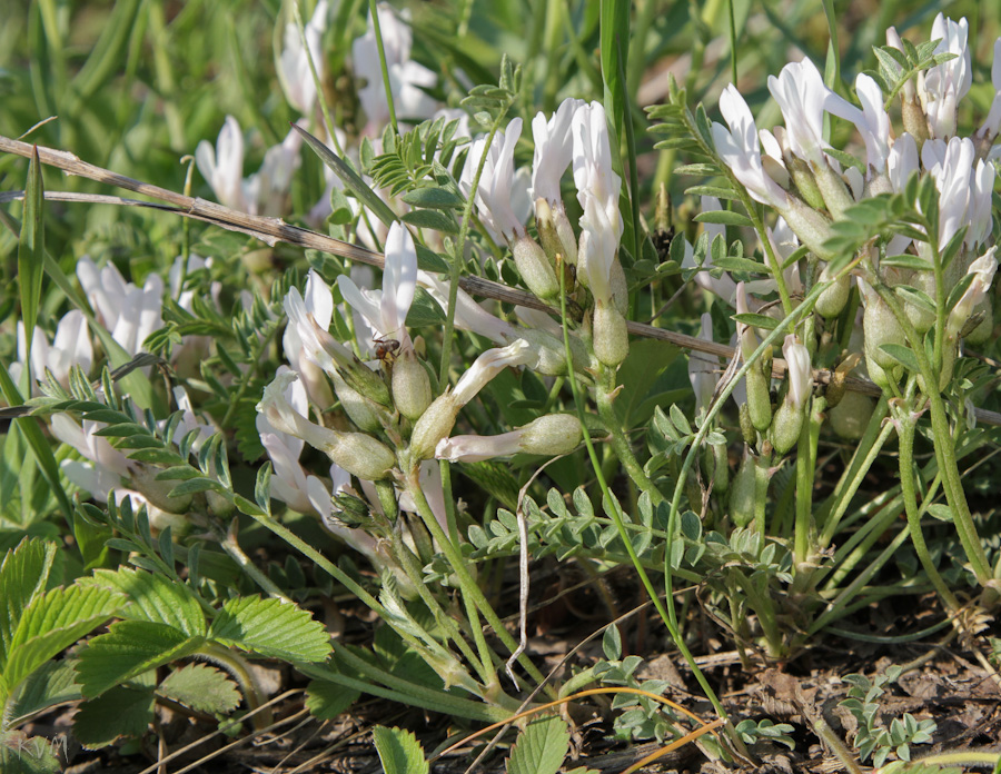 Изображение особи Astragalus megalanthus.