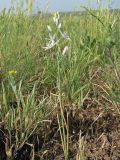 Ornithogalum fischerianum