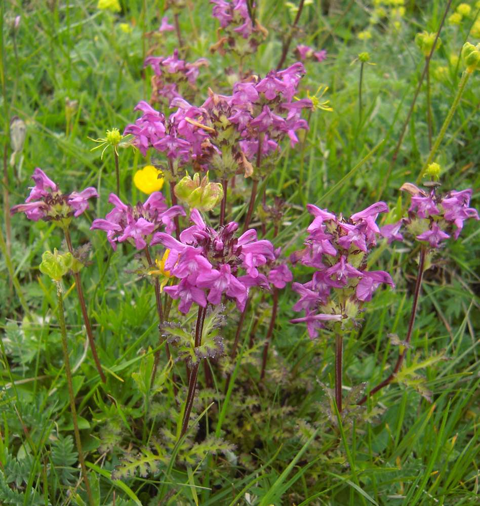 Изображение особи Pedicularis crassirostris.