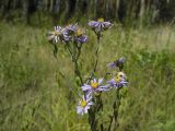 Aster amellus