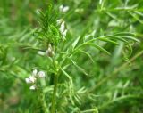 Vicia hirsuta