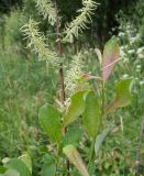 Salix aurita