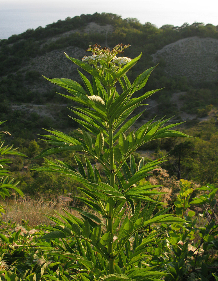 Изображение особи Sambucus ebulus.