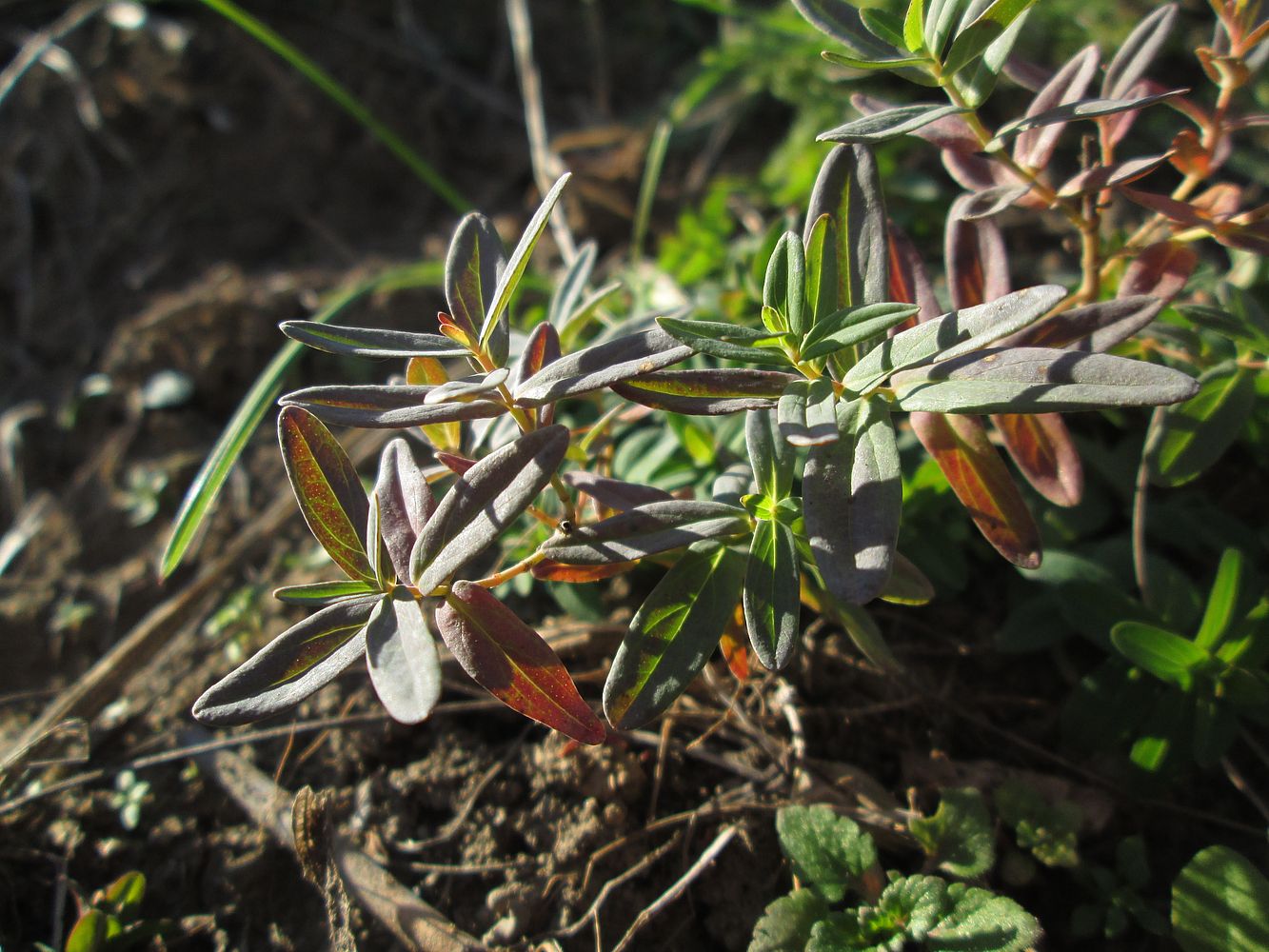 Изображение особи Hypericum perforatum.