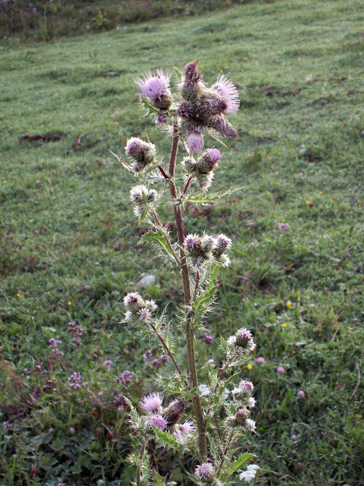 Image of Cirsium polyacanthum specimen.