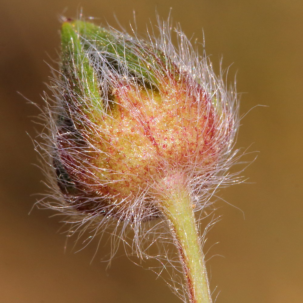 Изображение особи Potentilla recta ssp. pilosa.