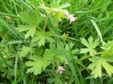 Geranium pusillum