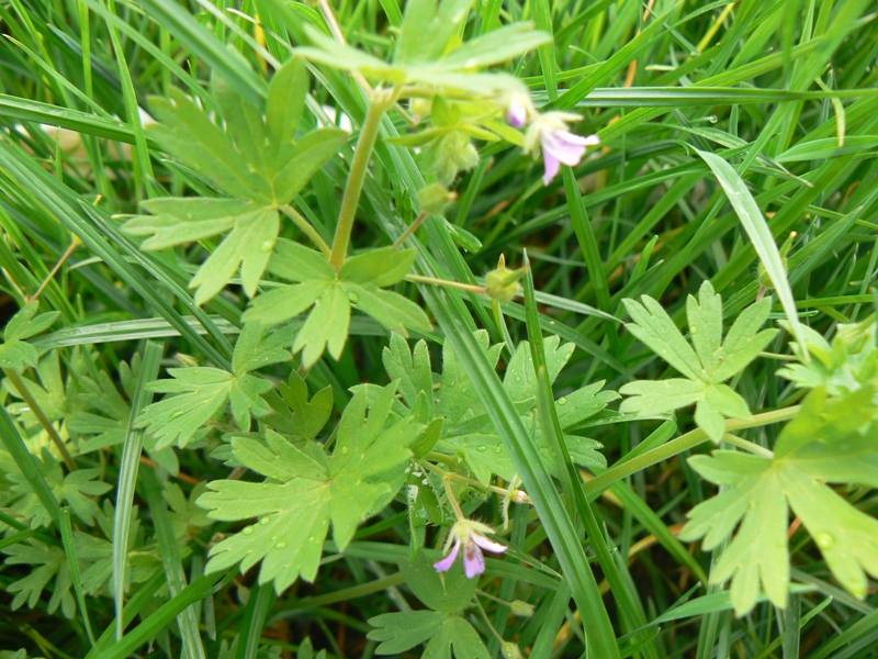 Изображение особи Geranium pusillum.