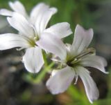 Gypsophila uralensis. Цветки. Свердловская обл., Ивдельский ГО, хребет Молебный Камень. 21.07.2009.