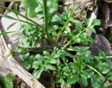 Cardamine hirsuta