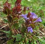 Glechoma hederacea