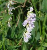 Vicia amoena. Соцветие бледноцветкового окраса. Иркутская обл., Иркутский р-н, окр. пос. Боково. 04.07.2014.