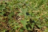 Lamium album