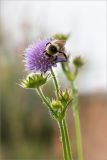 Knautia arvensis