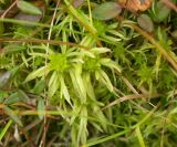 Sphagnum teres