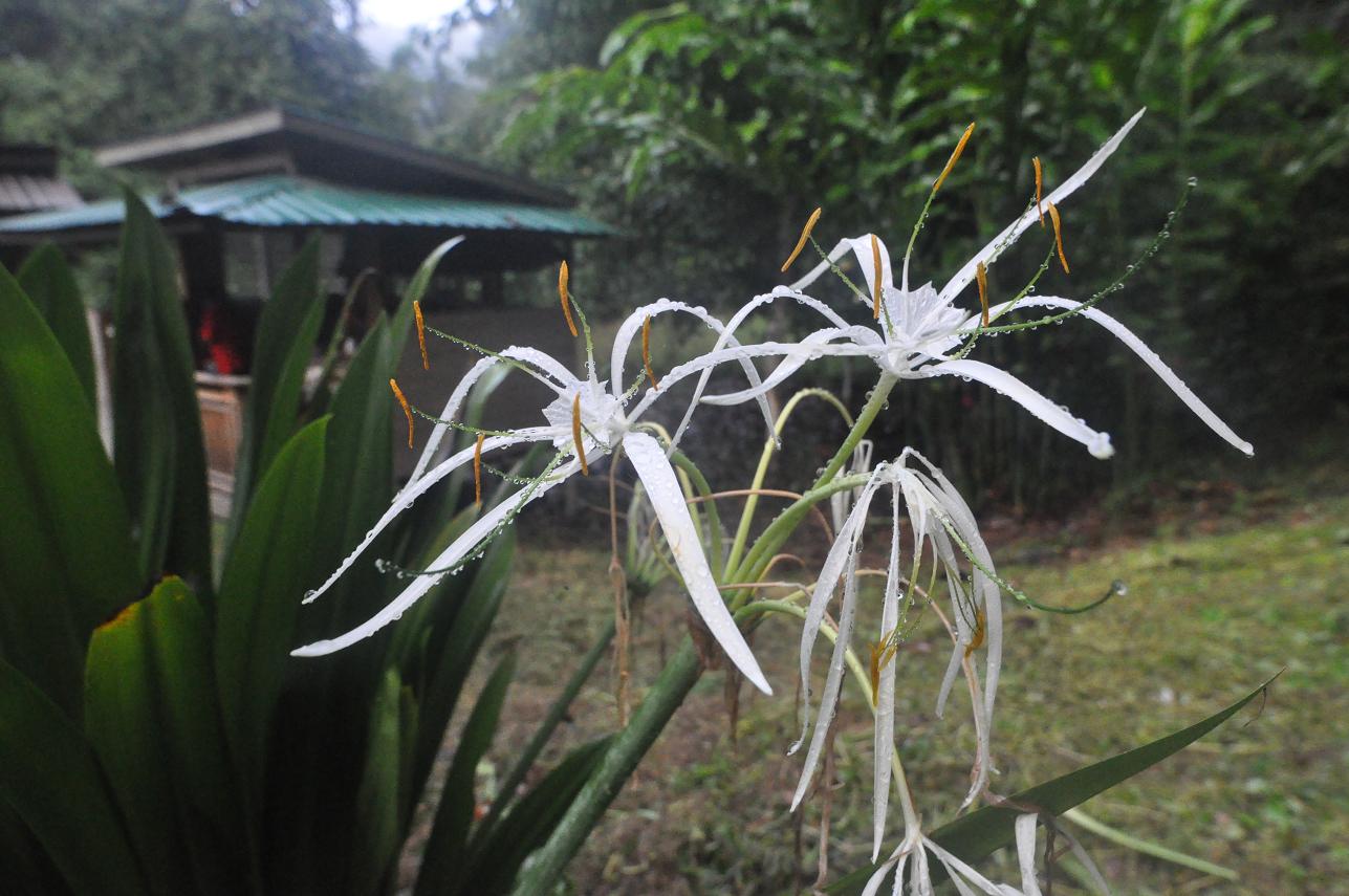 Изображение особи род Hymenocallis.