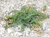 Astragalus resupinatus