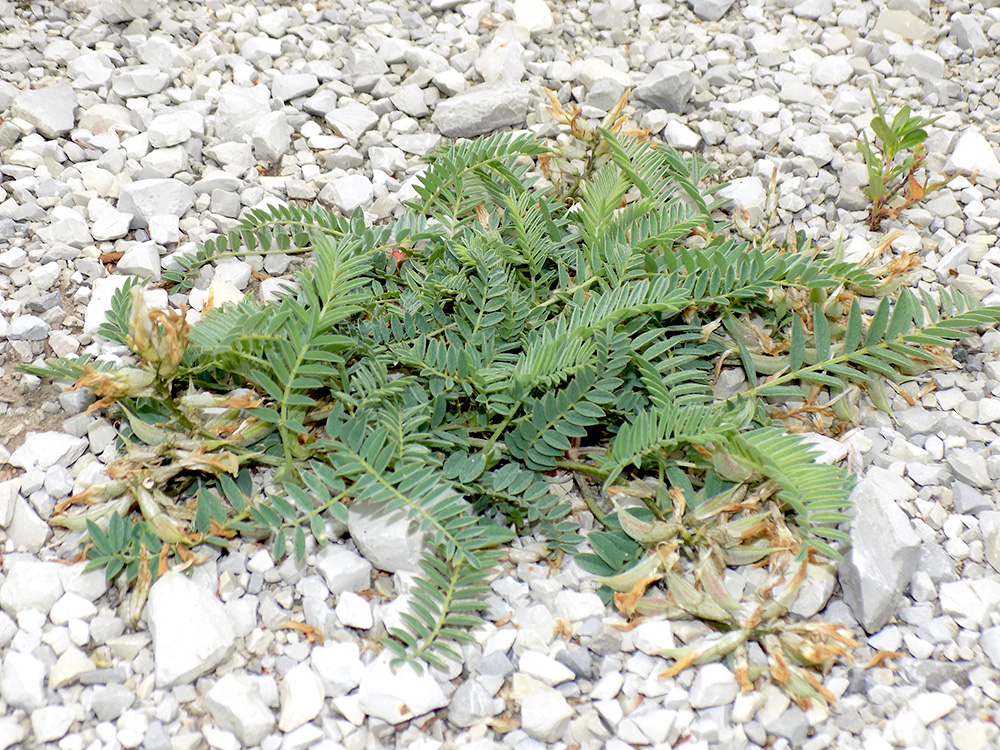 Image of Astragalus resupinatus specimen.